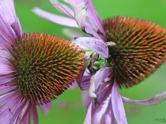 Co je Echinacea?