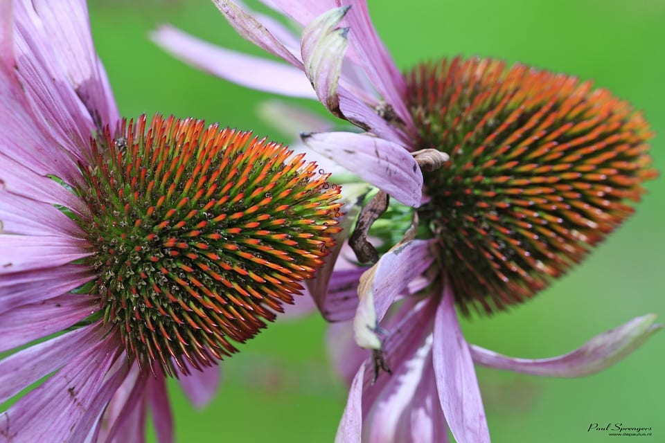 Co je Echinacea?