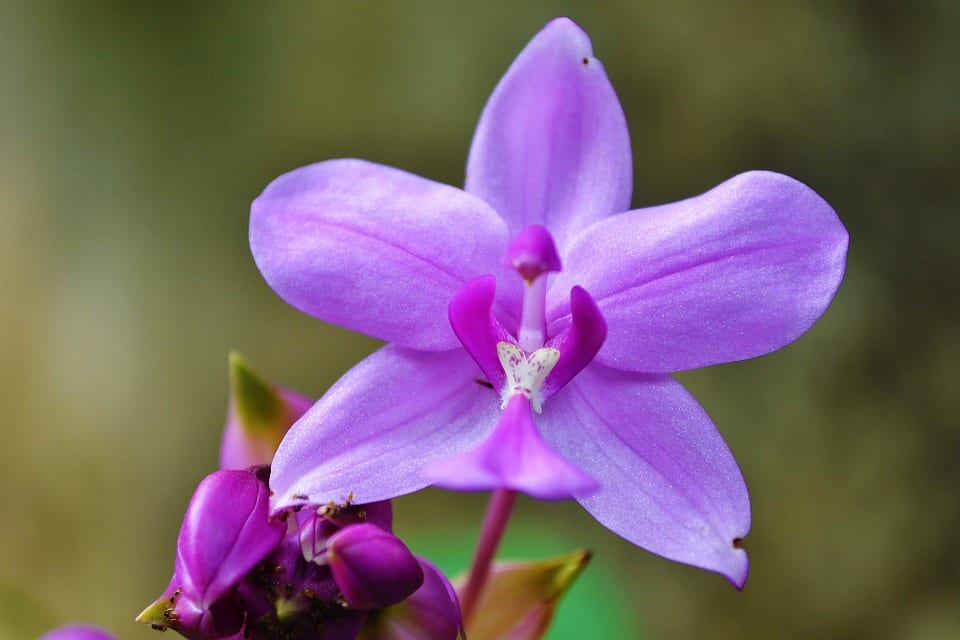 Jak a kdy přesazovat orchideje?