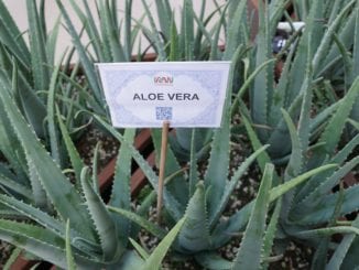 Co lze vyrobit z aloe vera?